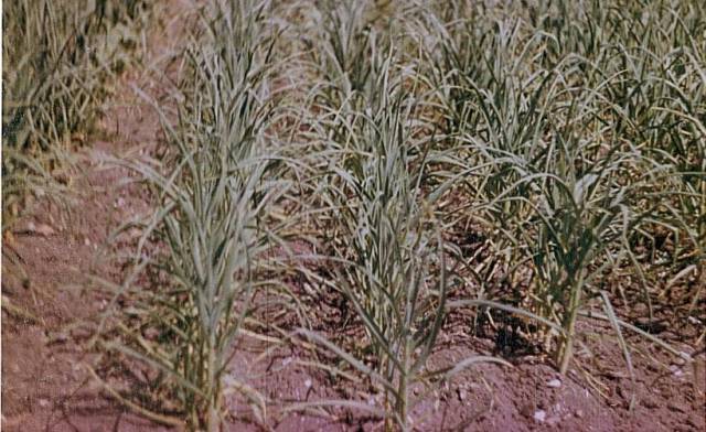 plantation_ail